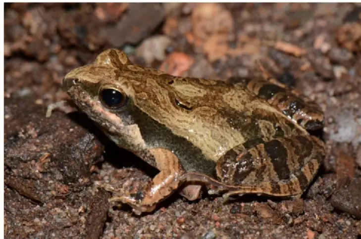  Investigadores de Exactas describen nueva especie de rana en Misiones